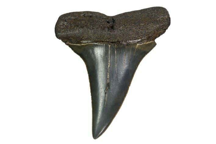 Fossil Toothed Mako Shark Tooth - Georgia #158770